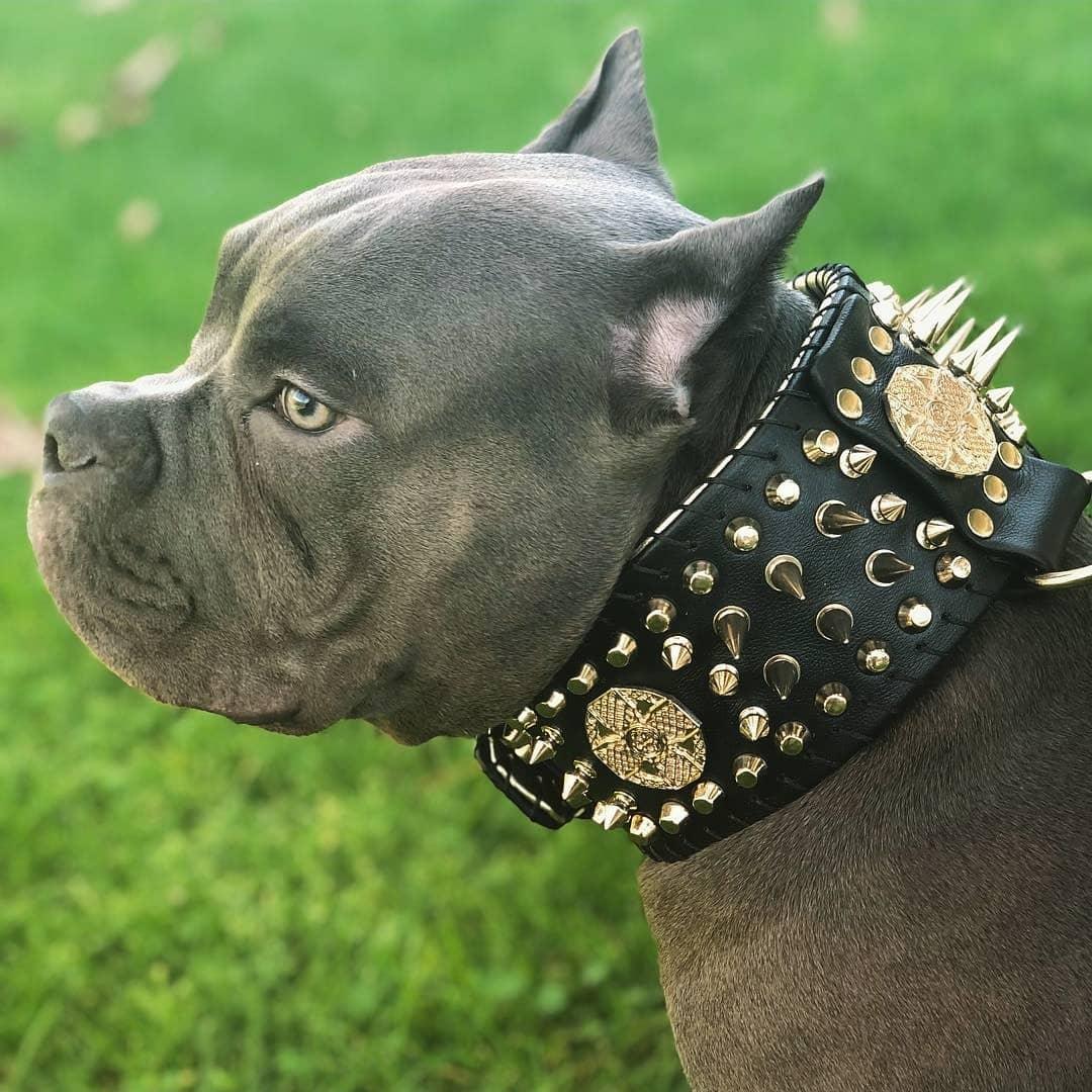 ''Imperium'' hand stitched 8 cm wide show collar-3
