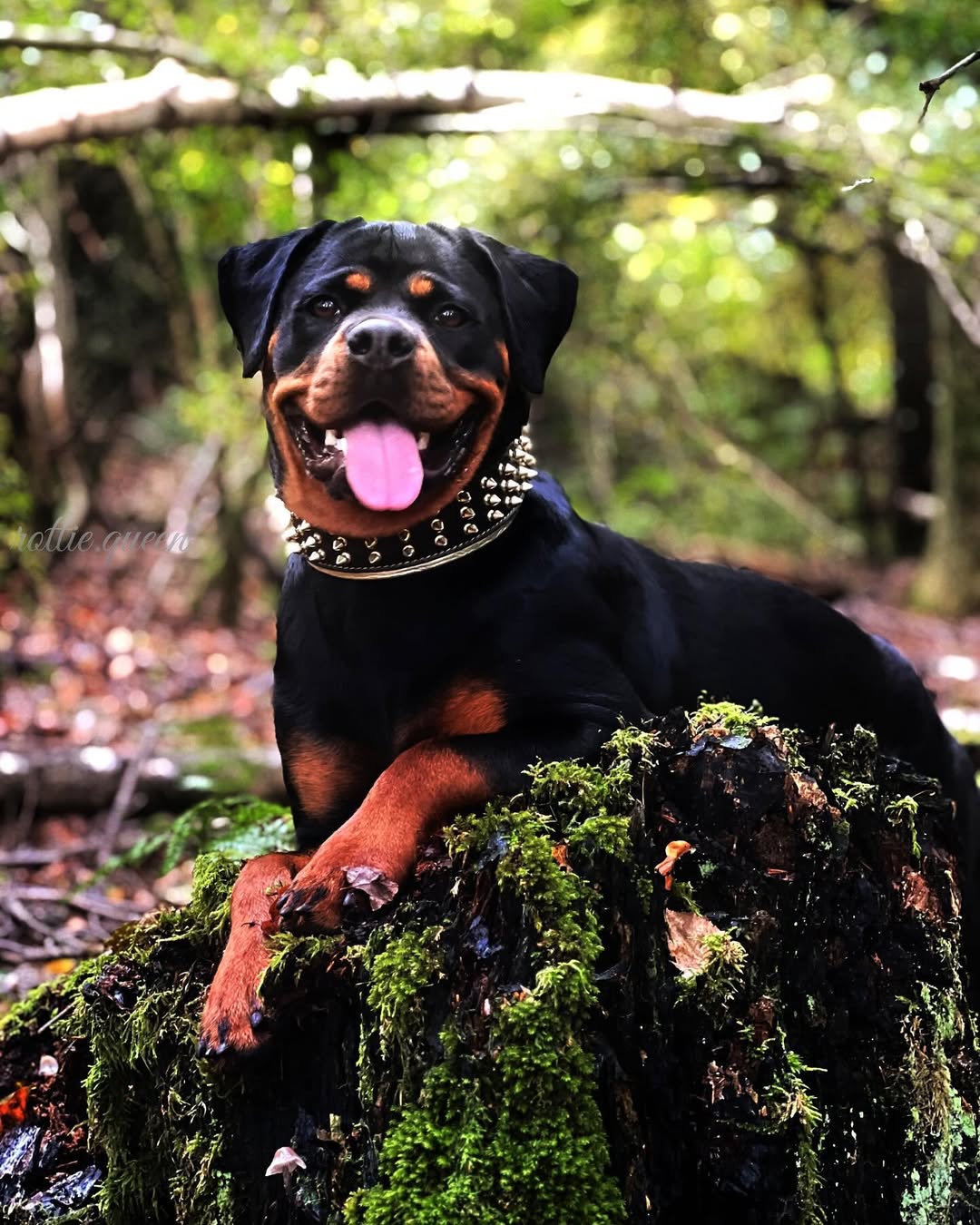 The "Gold Giant" collar-1