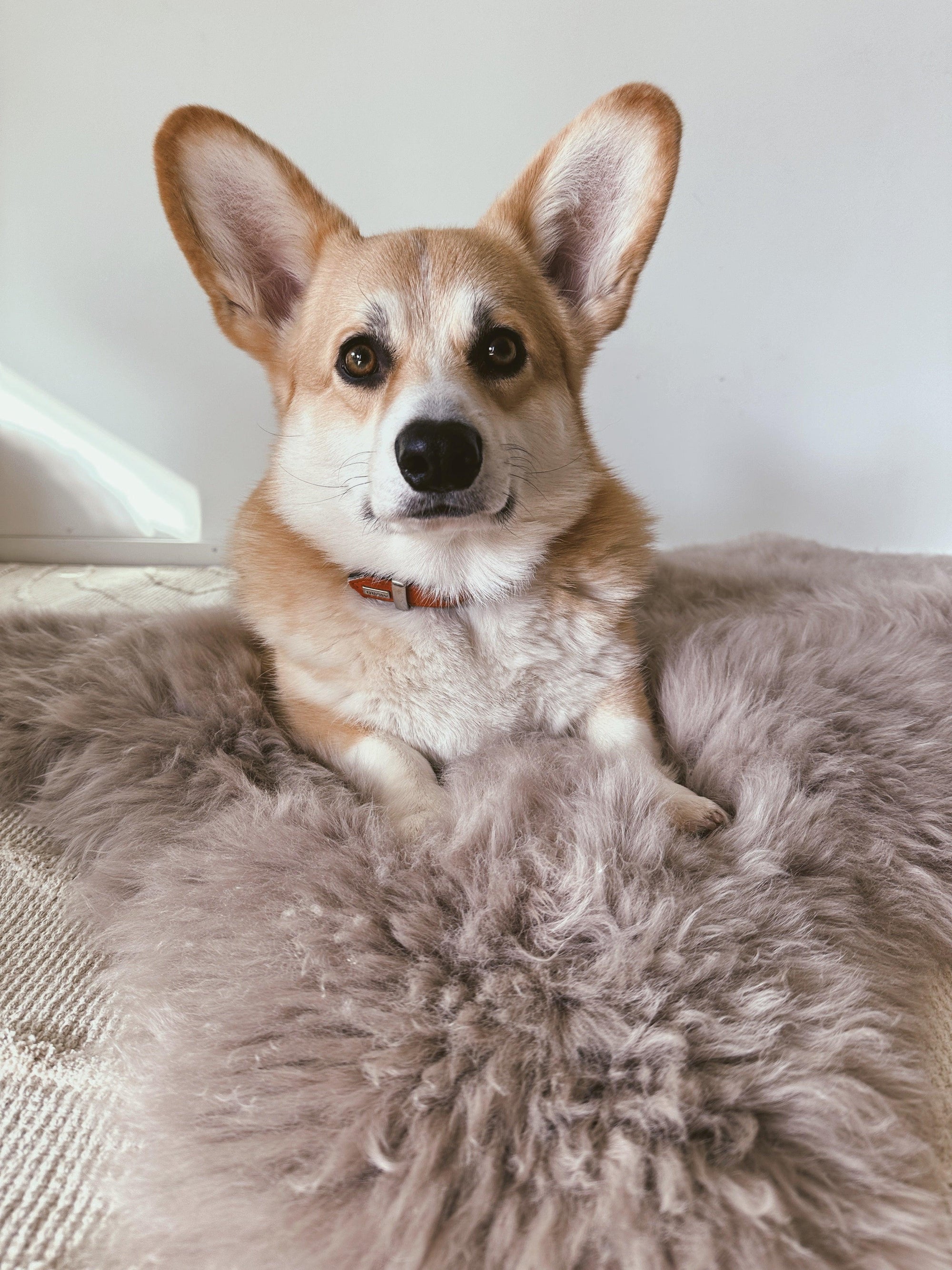 Square or Rectangular Natural Sheepskin Pet Mat - Greige-4