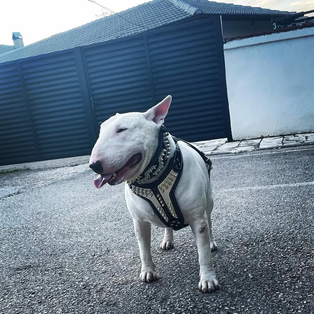 ''Platinum'' harness Medium Size-2