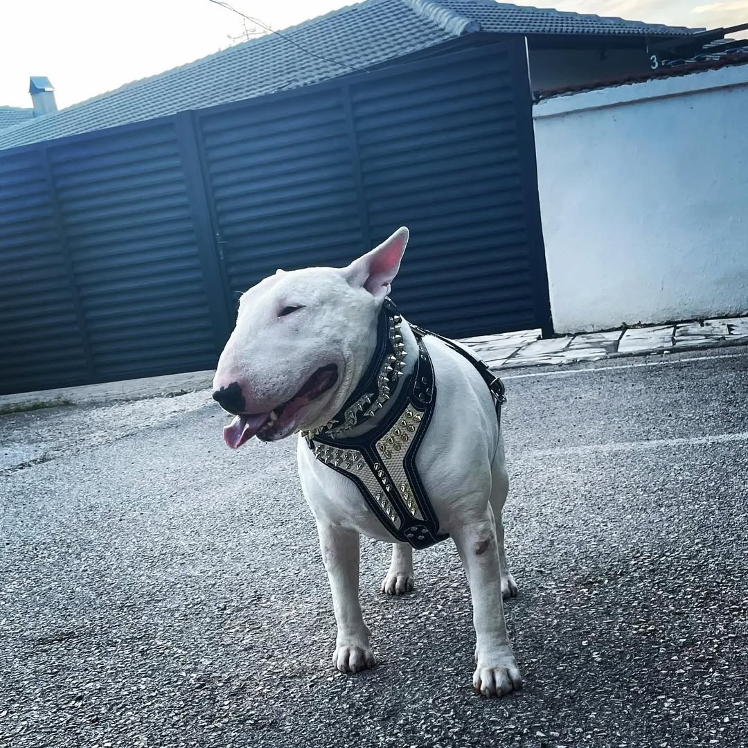 ''Platinum'' harness Medium Size-2