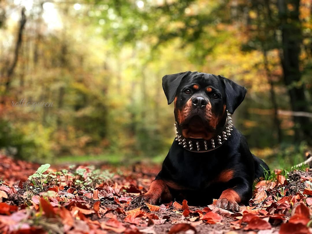 The "Gold Giant" collar-3